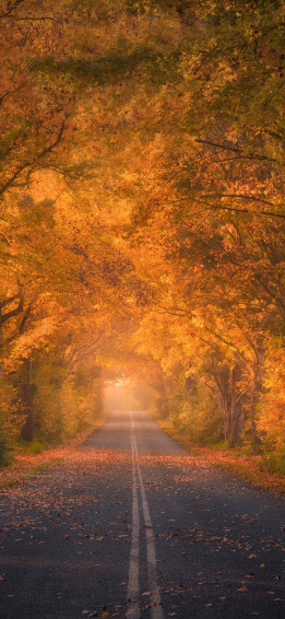 Autumn iPhone Plus Wallpaper