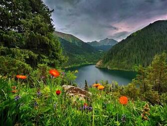 Mountain Wildflowers Hq Wallpaper