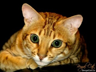 Desktop Wallpaper Bengal Cats