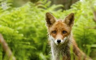 Cute Fox Wallpaper