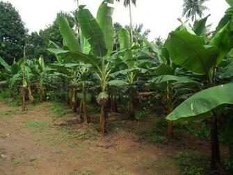Related Article Banana Tree Pictures