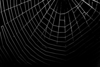 Spider Web With Dew Drops Mike Bitzenh License