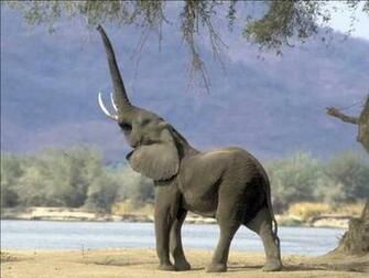Elephant Wallpaper