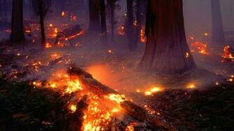 Forest Fire Flames Tree Disaster Apocalyptic