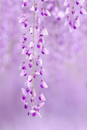 Purple Flowers iPhone 4s Wallpaper iPad