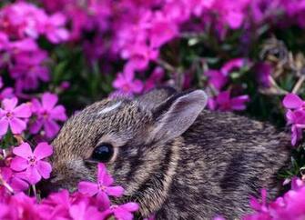 Cute Baby Animal