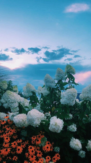 Nature Aesthetic Wallpaper