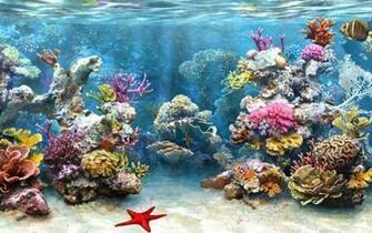 Desktop HD Wallpaper S Coral Reef