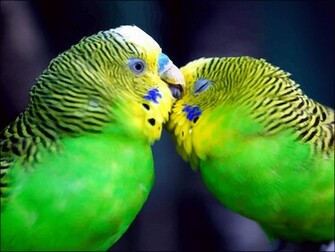 Love Birds Wallpaper
