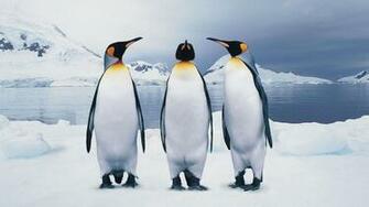 Lazy Penguin Family Penguins Pictures Emperor