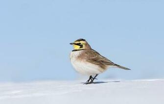 Wallpaper Snow Bird Beak Horned Lark Image For Desktop