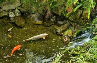 Koi Fish Pond Wallpaper