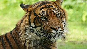 Siberian Tiger Wallpaper