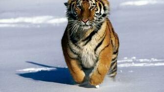 Tiger Super Photo Shoots58 Animal Lovers Wallpaper