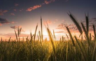 Wallpaper Wheat Field The Sky Clouds Macro Background