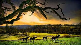 Relaxing Wallpaper