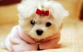 Cute Dog Dogs Wallpaper