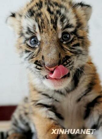 Animals Pictures Funny Wallpaper Diet