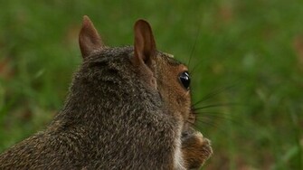 Squirrel Wallpaper Jpg