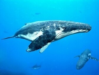 Humpback Whale By Kimsuyeong81