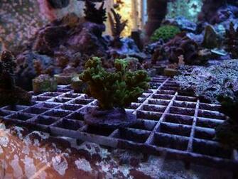 Aquarium Background Saltwater Quoteko