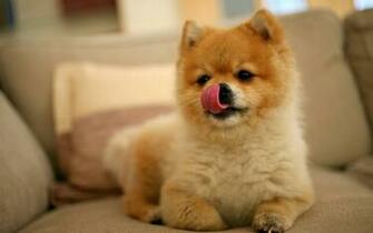 Funny Puppy Wallpaper HD