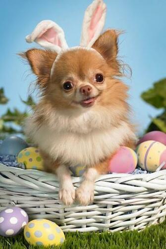 Chihuahua Wallpaper Weddingdressin