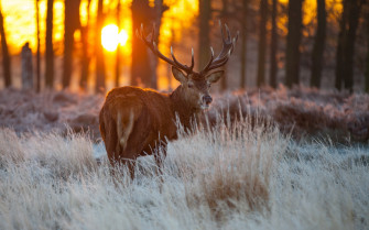 Whitetail Deer Wallpaper Screensaver