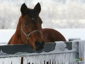 Screensaver And Desktop Wallpaper Of Winter Equine Scenery