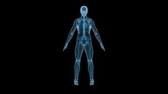 Human Skeletons Black Background Body Wallpaper People