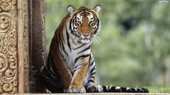 Beautiful Tiger Wallpaper Desktop