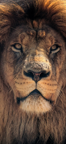 4k Lion HD iPhone Xs Max Wallpaper Image