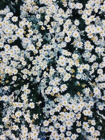 Flowers On We Heart It