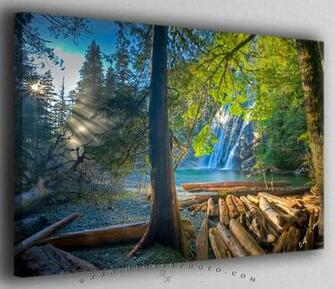 Wallpaper Background Clayoquot Sound Forest With Sun Rays S