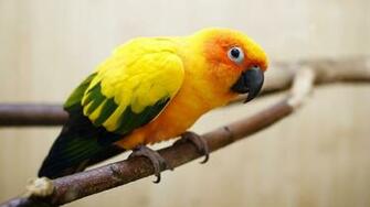 High Definition Yellow Wallpaper Background For