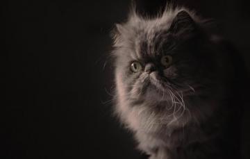 Wallpaper Look Portrait Muzzle Fluffy The Dark Background