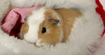 Although Christmas Is Far Beyond Us This Guinea Pig Seems To Enjoy
