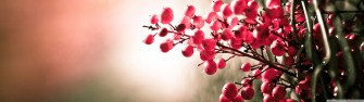 Dual Monitor Screen Multi Multiple Fruit Rouge Red Wallpaper