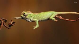 Chameleon Wallpaper Widescreen 9873fa2 Wallpaperexpert