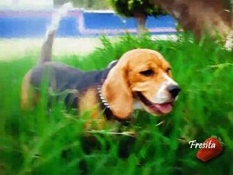 Dog And Puppy Wallpaper Screensavers Of Fresita An Indoor