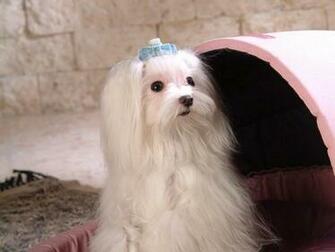Maltese Dogs Wallpaper
