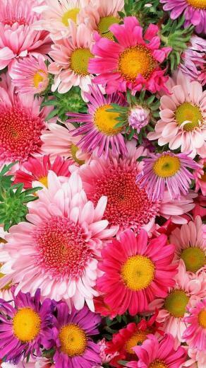 Free download Download Flower Wallpapers [HD] Unsplash [1080x720] for