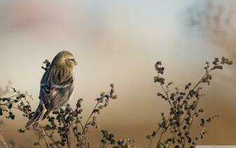Redpoll 4k HD Desktop Wallpaper For Ultra Tv Wide