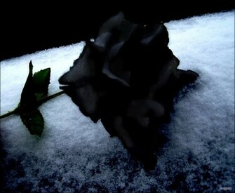 Popular Wallpaper Stars Black Rose Dragon