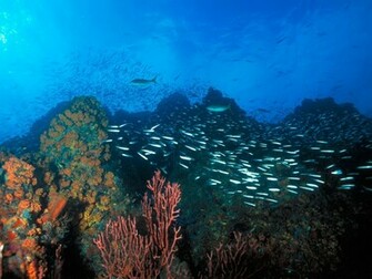 Roques Reef Venezuela Wallpaper Pictures Photos And Background