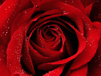 Stunning Red Rose HD Wallpaper