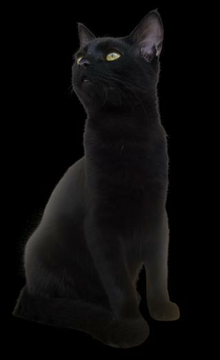 Cat Png Image Transparent Pngmart
