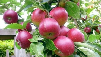 Apple Tree HD Wallpaper