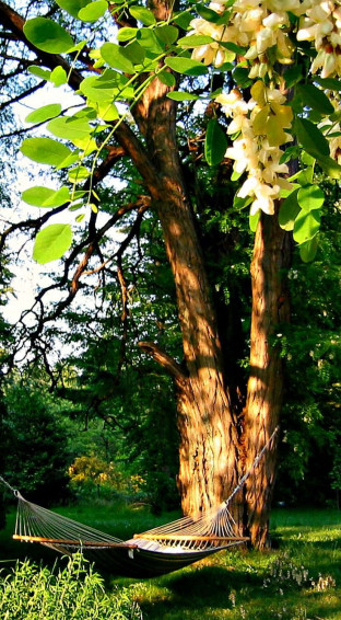 Black Locust X Wallpaper