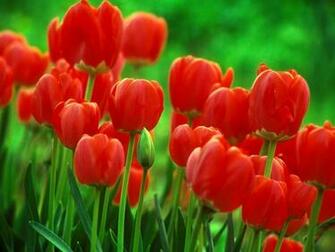 Flowers Wallpaper